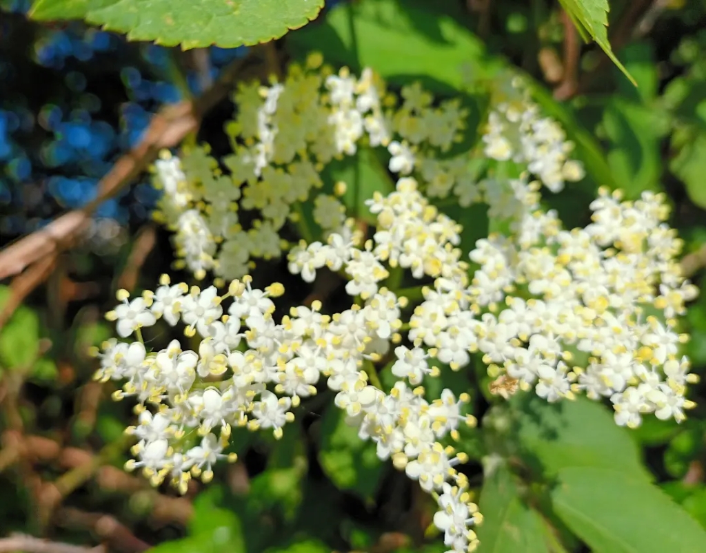 A white elderflower blossom against a background of green hedgerow leaves 